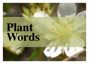 words with tincta botanical meaning