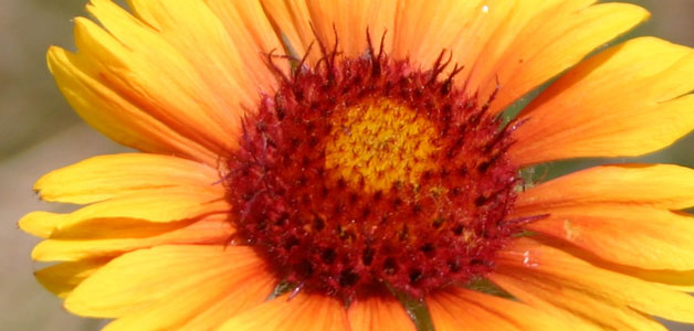 Photo of a flower of Gaillardia