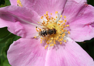 Photo of a flower fly on a rose flower.