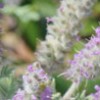 A video about the rare Hairy Prairie-clover plant and its pollinators.