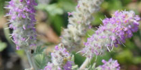 A video about the rare Hairy Prairie-clover plant and its pollinators.