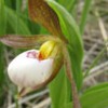 A video about the pollinators of the rare Small White Lady’s-slipper plant.