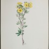 Pentaphylloides floribunda