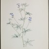 Pediomelum argophyllum