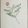 Astragalus adsurgens