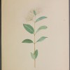 Asclepias ovalifolia
