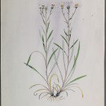 Photo of a watercolour of an Upland White Goldenrod plant.
