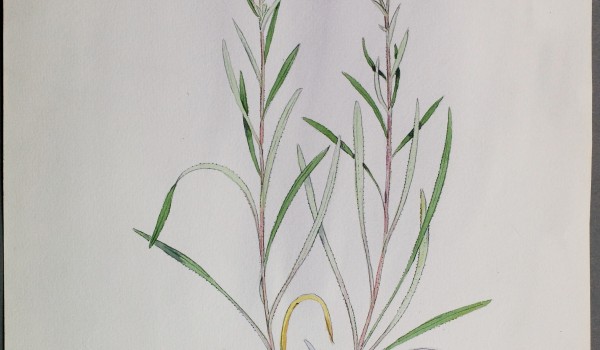 Photo of a watercolour of an Upland White Goldenrod plant.
