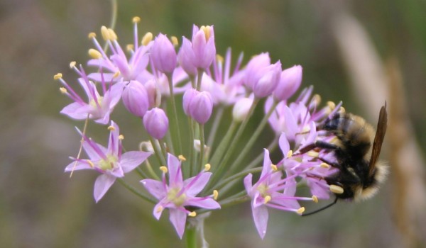 Photo of a bumblebee on a Pink-flowered Onion flower.