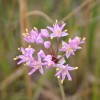 Photo of a Pink-flowered Onion plant.