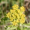 Photo of a mining bee on Golden Alexander flowers. 