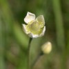 Photo of a Cut-leaved Anemone plant.