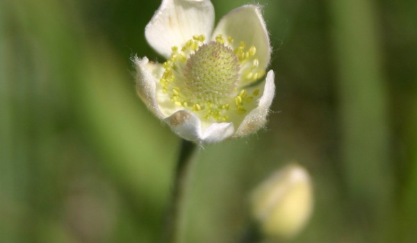 Photo of a Cut-leaved Anemone plant.