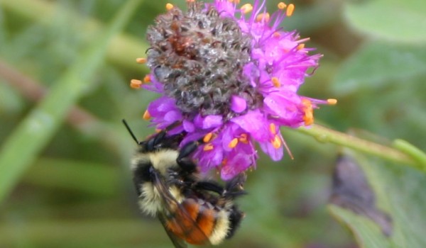 Photo of a bumblebee on Purple Prairie-clover flowers.