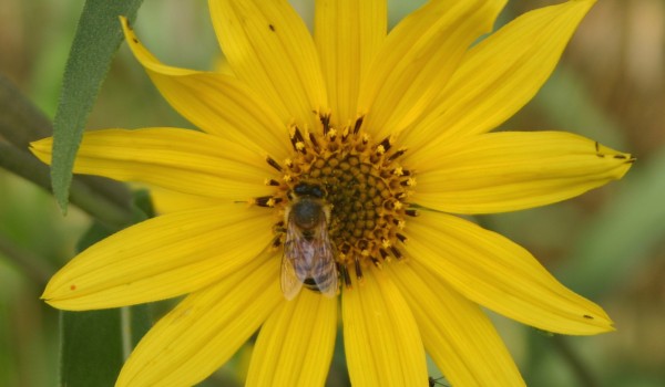 Photo of a bumblebee on a Narrow-leaved Sunflower head.