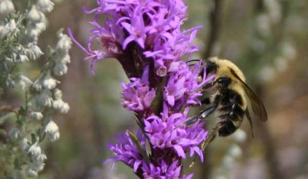 Photo of a bumblebee on a Dotted Blazingstar flower head.