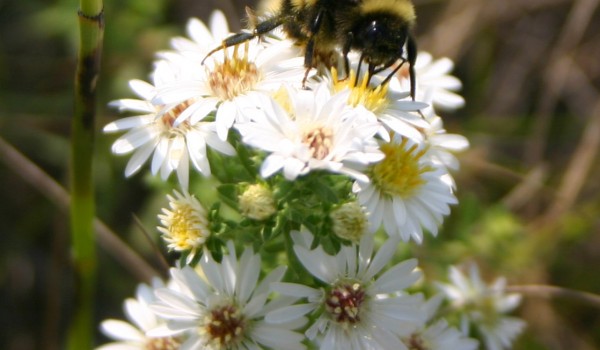 Photo of a bumblebee on a Many-flowered Aster flower head.