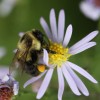 Photo of a bumblebee with a full pollen basket on an aster flower head.