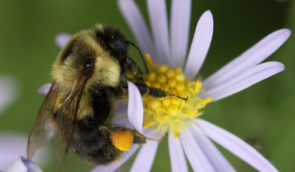 Photo of a bumblebee with a full pollen basket on an aster flower head.