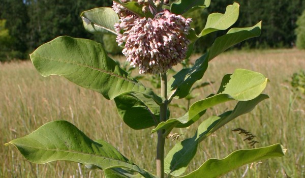 Photo of a Showy Milkweed plant.