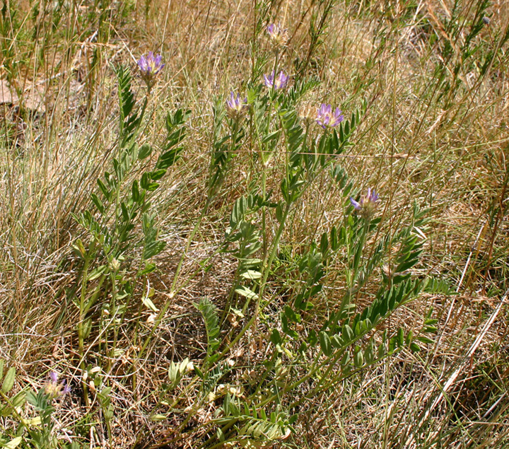 Ascending Purple Milk-vetch | Prairie Pollination