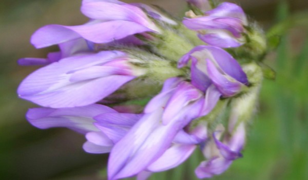 Photo of a Purple Milk-vetch plant.