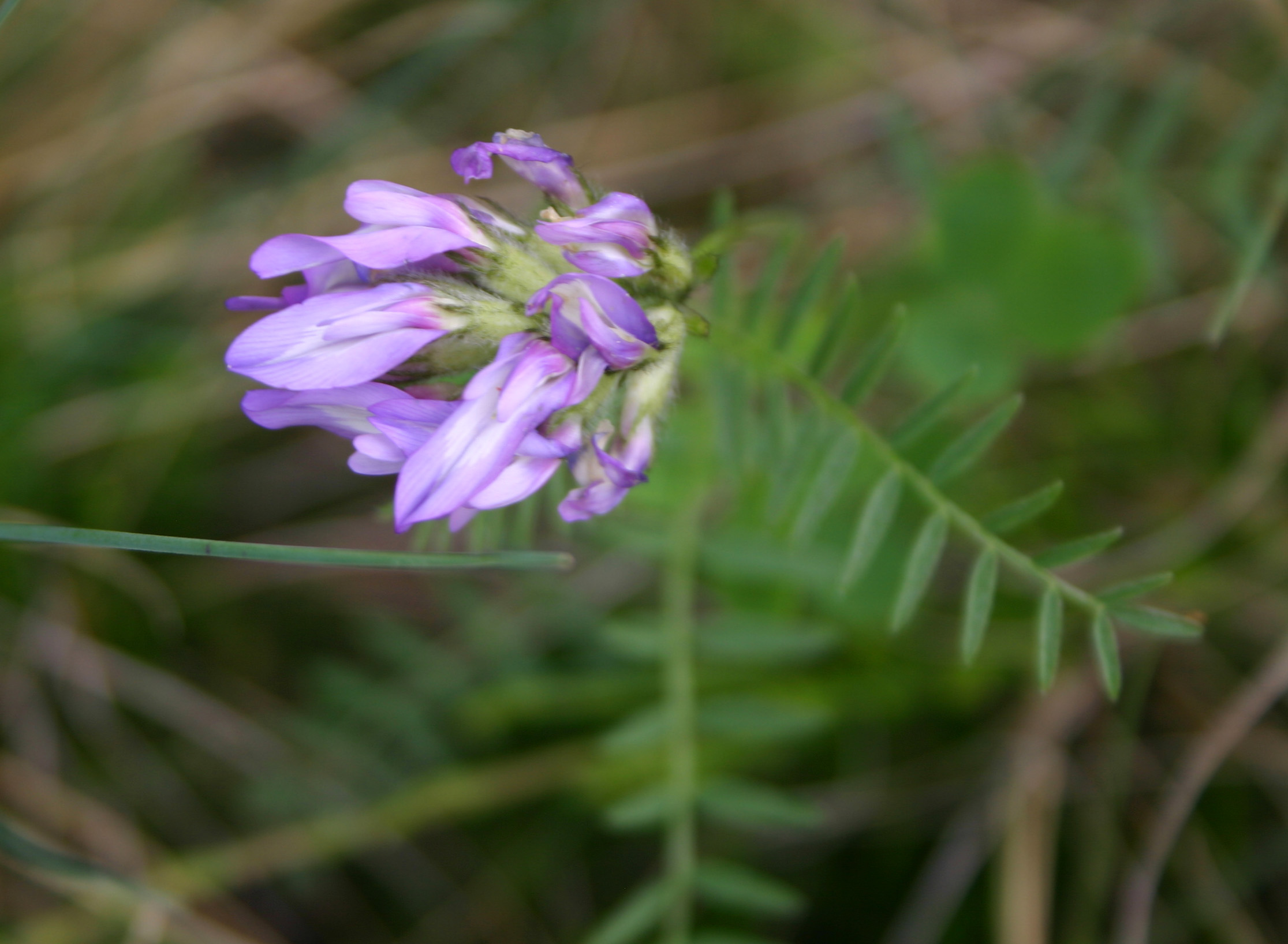 Purple Milk-vetch | Prairie Pollination