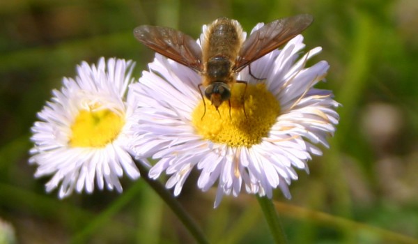 Photo of a bee fly on a Smooth Fleabane flower head.