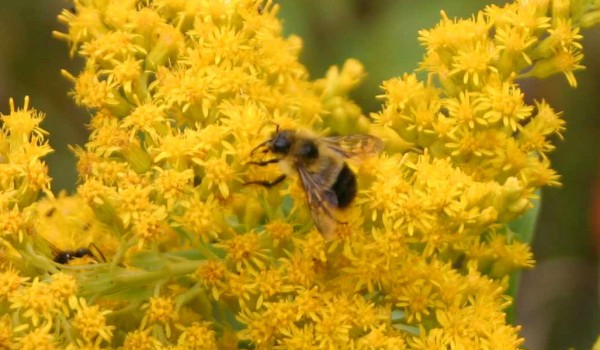 Photo of a bee fly on Canada Goldenrod flower heads.