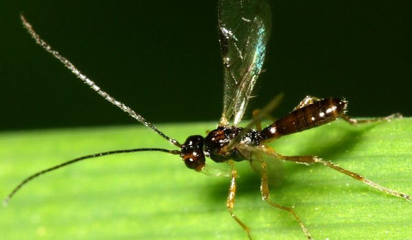 Photo of a braconid wasp on a leaf.