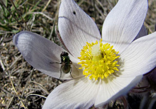 Photo of a blow fly on a Prairie Crocus flower.