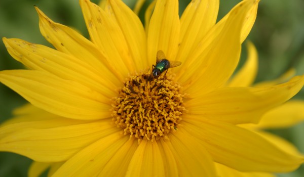 Photo of a blow fly on a Narrow-leaved Sunflower head. 