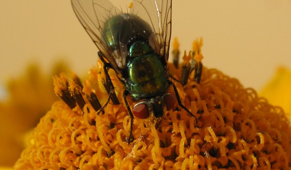 Photo of a blow fly on Smooth Ox-eye flower head.