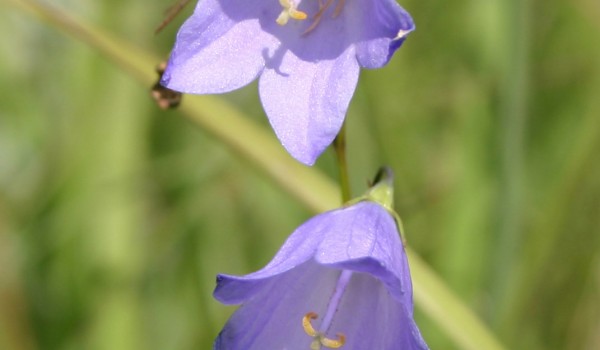 Photo of a Harebell plant.