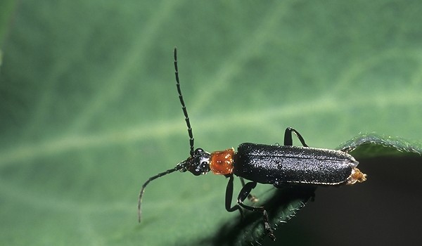 Photo of a soldier beetle.