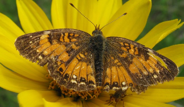 Photo of a thick-headed fly and a Silvery Checkerspot butterfly on a False Sunflower head. 