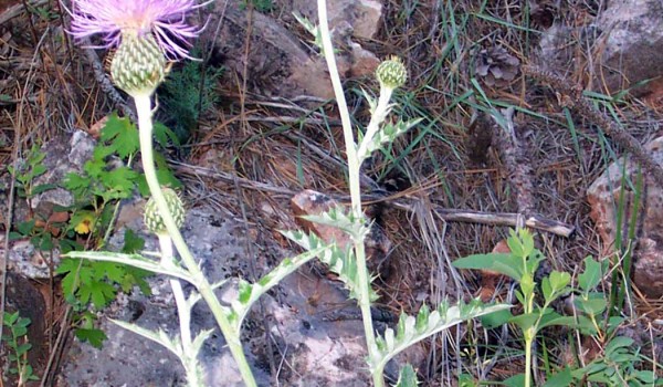 Photo of a Flodman's Thistle plant.