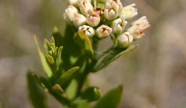 Photo of a Pale Comandra plant.