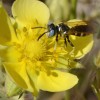 Photo of a beewolf on a Shrubby Cinquefoil flower.