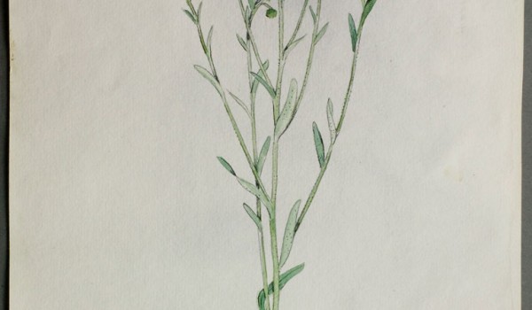 Photo of a watercolour painting of a Daisy Fleabane plant.