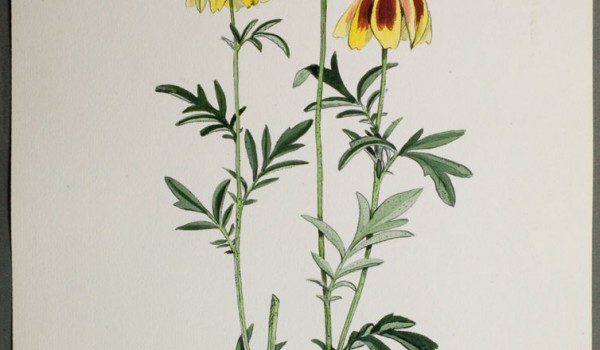 Photo of a watercolour painting of a Prairie Coneflower plant.