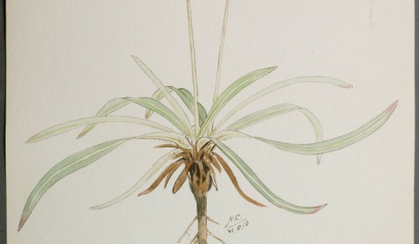 Photo of a watercolour painting of a Large-flowered False Dandelion plant. 