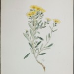 Photo of a watercolour painting of a Hairy Golden-aster plant.