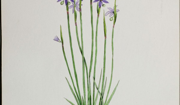 Photo of a watercolour painting of a Blue-eyed Grass plant.
