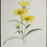 Photo of a watercolour painting of a Narrow-leaved Sunflower plant.