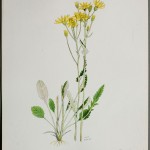 Photo of a watercolour painting of a Prairie Groundsel plant.