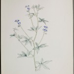 Photo of a watercolour painting of a Silverleaf Psoralea plant.