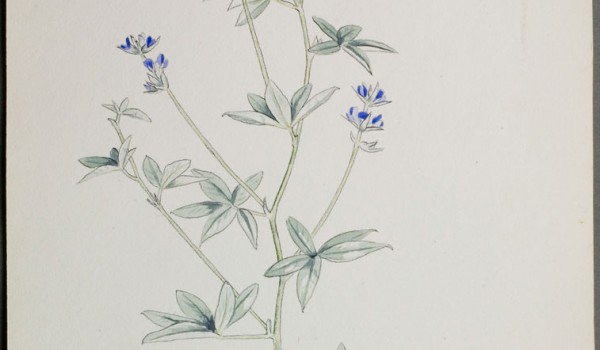 Photo of a watercolour painting of a Silverleaf Psoralea plant.