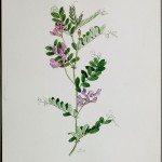 Photo of a watercolour painting of an American Vetch plant.