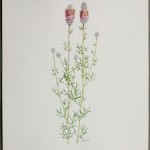 Photo of a watercolour painting of a Purple Prairie-clover plant.